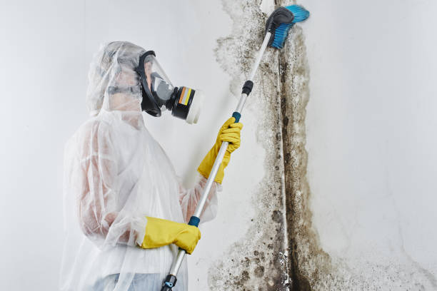 Best Toxic Mold Removal  in Gulf Hills, MS