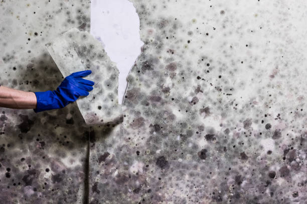 Home Mold Removal in Gulf Hills, MS