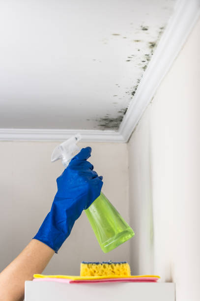 Crawl Space Mold Removal in Gulf Hills, MS